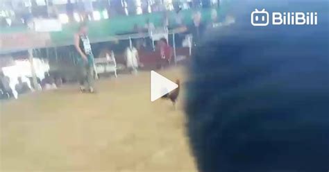 dalusapi vs mayahin